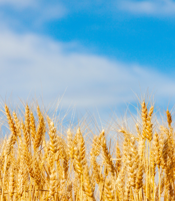 Volatility in the Canadian Oat Market Continues | Supply Chain Scene